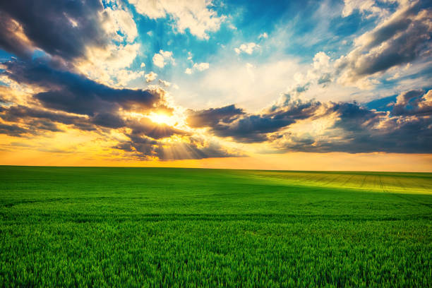 istock Wheat field against blue sky with dramatic clouds. Agriculture scene 1225611670