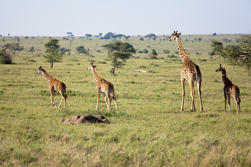 Giraffes family walking in Serengeti Tanzania