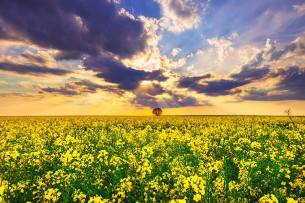 istock Rapeseed field with blossom trees and sky with clouds 1225611746