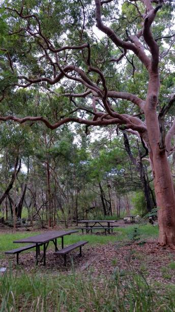 istock Gloomy picnic area, with table, bench and a red tree. 1225612690