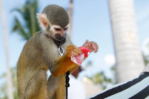 istock A white ape tied with a strap around his neck 1225614940