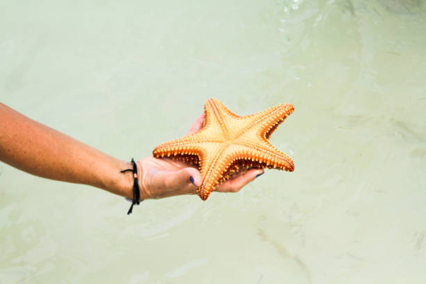 istock Hand holding a starfish on the sea 1225614961