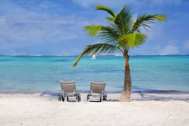 istock Two sun loungers next to a palm tree on a white sand beach 1225614983