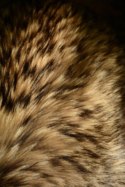 istock Raccoon dog fur. 1225616647