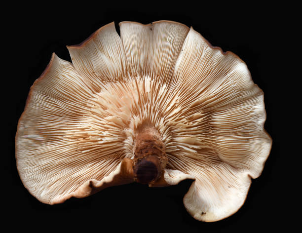 istock Oyster mushroom isolated on black 1225617460