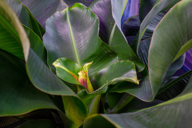 Banana Dwarf Cavendish flower bud
