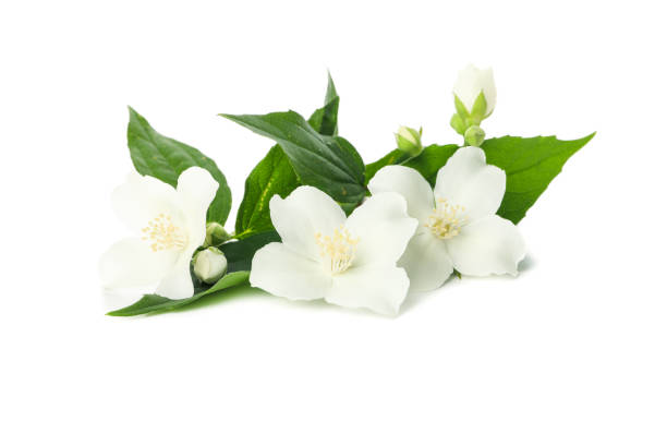 istock Apricot flowers isolated on white background. Spring tree 1225617667