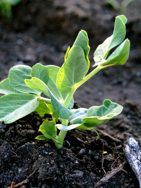 istock pea sprout in the garden on the bed 1225618417