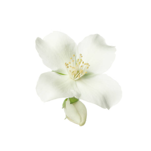 istock Apricot flower isolated on white background. Spring tree 1225619215