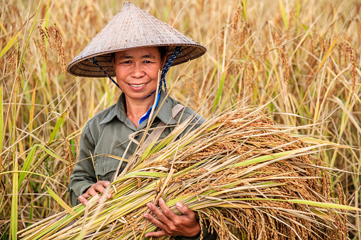 Laotian woman, wearing traditional Asian style conical hat, harvesting rice in Northern Laos