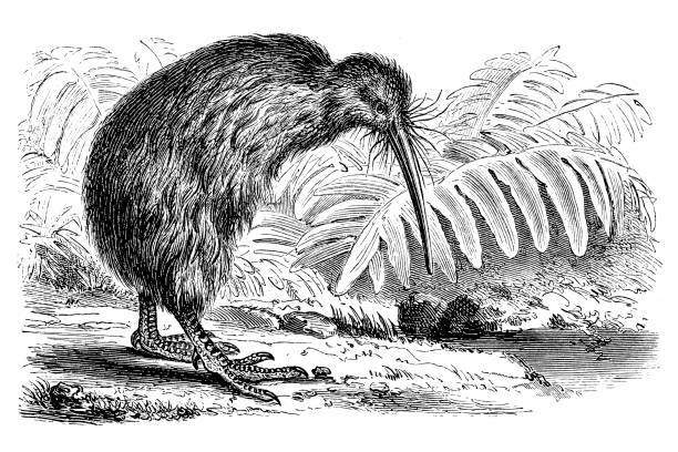 thumbnail image 2 of Kiwi Sticker 4 Inch Flightless Bird New Zealand Bird 2 of 14