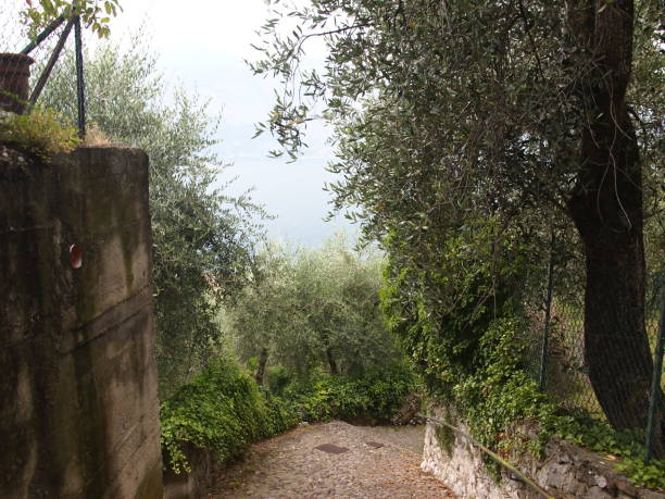 istock Olive groves at the garda lake 1225624847