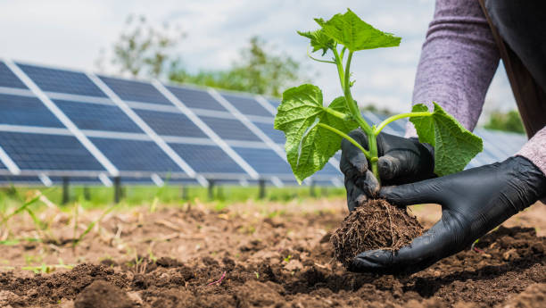 Farmer eats seedling in vegetable garden, in the background of solar power plant panels stock photo