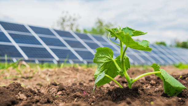 Shoots in the garden, in the background solar panels. Organic Food Concept stock photo