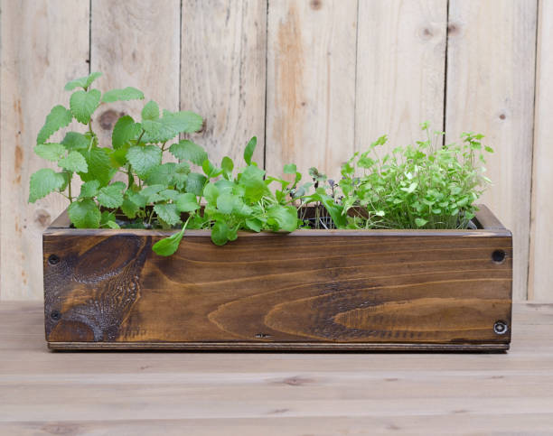 istock Different greens in a wooden box on a wooden background. Selective focus. Copy space. 1225625946