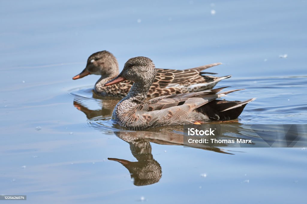 Zwei Enten schwimmen im Wasser in der Frühlingsnatur - Lizenzfrei Anatinae Stock-Foto