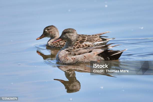 Zwei Enten Schwimmen Im Wasser In Der Frühlingsnatur Stockfoto und mehr Bilder von Anatinae