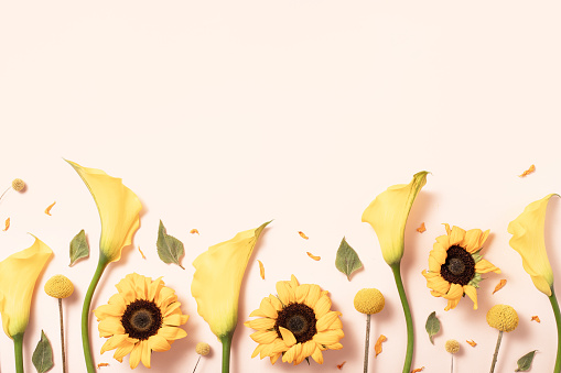 Flower summer composition with sunflower on pastel yellow background, flat lay top view
