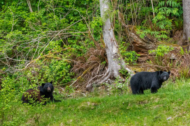 istock Black Bears on Vancouver Island 1225627490