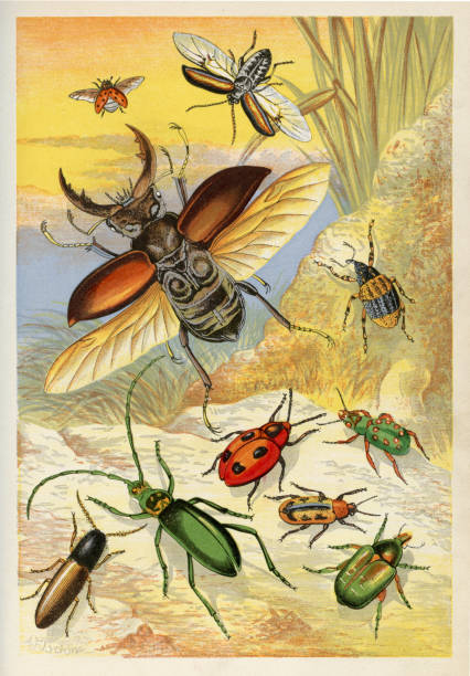 Beetles Beetles - Scanned 1875 Engraving rose chafer cetonia aurata stock illustrations