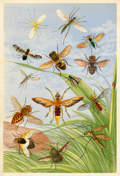 Diptera "u2013 different species of flies Diptera "u2013 different species of flies - Scanned 1875 Engraving hoverfly stock illustrations