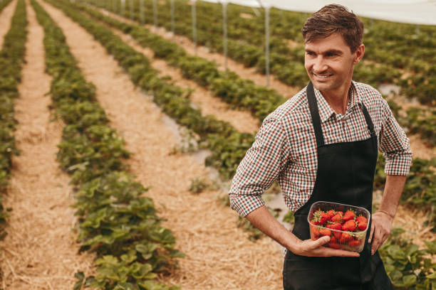 istock Confident farmer in strawberry greenhouse 1225628715