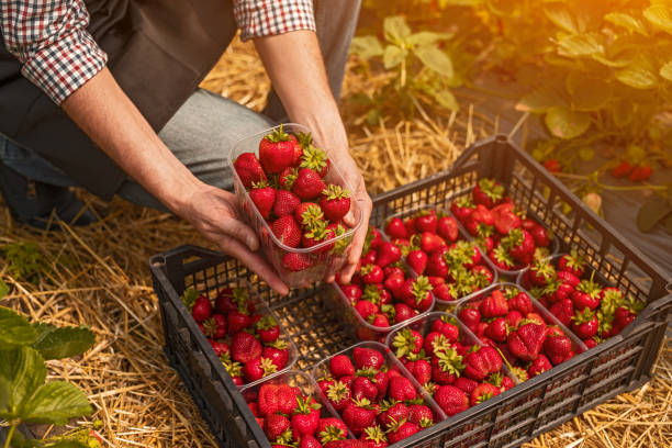 istock Crop farmer showing ripe strawberry 1225628727