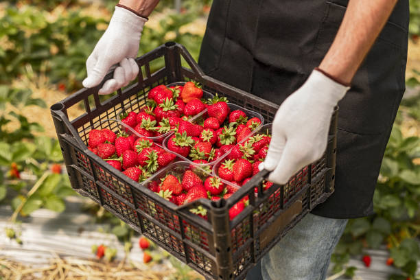 istock Farmer carrying box with fresh strawberries 1225628732