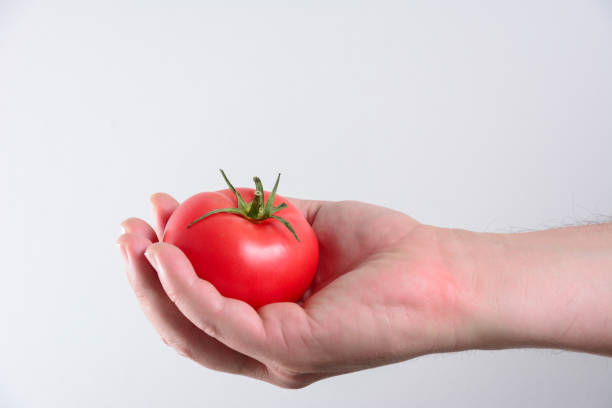 pomodoro vegetale fresco in mano all'uomo, isolato su sfondo bianco, concetto di stile di vita sano. - mature women isolated mature adult women foto e immagini stock