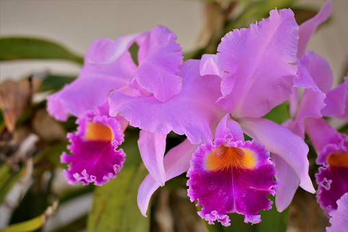 The Pink Flower Of Cattleya Trianae Mooreana Stock Photo - Download Image  Now - Cattleya, Orchid, Brazil - iStock