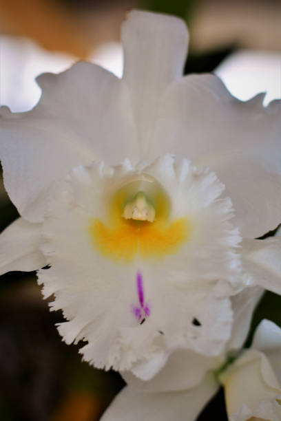 Cattleya trianae mooreana white's beautiful orchid The beautiful flower of the orquidea Cattleya trianae mooreana white cattleya trianae stock pictures, royalty-free photos & images