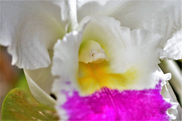 The column of cattleya trianae mooreana white and purple The beautiful flower of the orquidea Cattleya trianae mooreana white cattleya trianae stock pictures, royalty-free photos & images