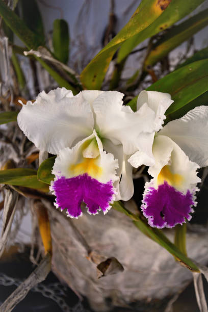 The beautiful white orchids with purple of cattleya trianae mooreana The beautiful flower of the orquidea Cattleya trianae mooreana white cattleya trianae stock pictures, royalty-free photos & images