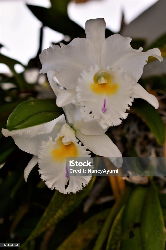 Orchid cattleya trianae mooreana flowers white and yellow The beautiful flower of the orquidea Cattleya trianae mooreana white Brazil Stock Photo