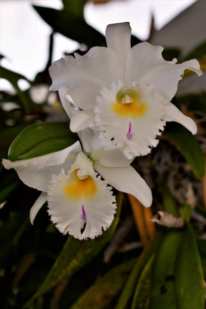 Orchid cattleya trianae mooreana flowers white and yellow The beautiful flower of the orquidea Cattleya trianae mooreana white cattleya trianae stock pictures, royalty-free photos & images