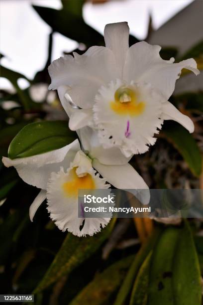 Orchid Cattleya Trianae Mooreana Flowers White And Yellow Stock Photo - Download Image Now