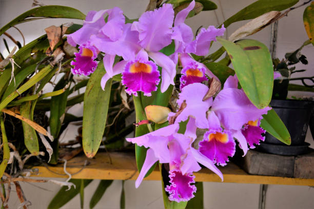 Vase filled with flowers from Cattleya trianae mooreana The beauty of the flowers of cattleya trianae mooreana rose cattleya trianae stock pictures, royalty-free photos & images