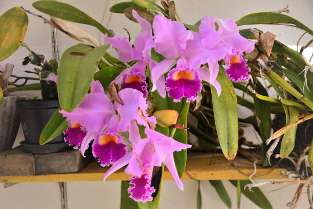 Vase filled with beautiful flowers from Cattleya trianae mooreana The beauty of the flowers of cattleya trianae mooreana rose cattleya trianae stock pictures, royalty-free photos & images