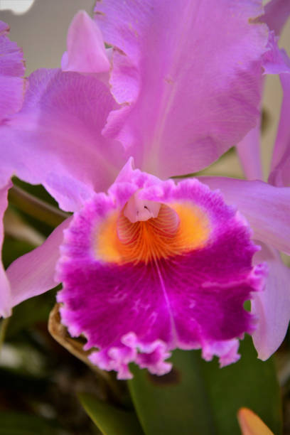 A beautiful orchid Cattleya trianae mooreana pink The beauty of the flowers of cattleya trianae mooreana rose cattleya trianae stock pictures, royalty-free photos & images