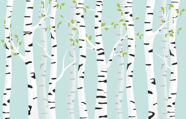 birkenwald hintergrund. frühling birke grün junge blätter fleckige rinde auf baum. - birke stock-grafiken, -clipart, -cartoons und -symbole