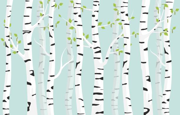 Birch forest background. Spring birch green young leaves spotty bark on tree. Birch forest background. Spring birch green young leaves spotty bark on tree black vector spots white trunk, romantic seasonal park april grove background revived spring. birch tree stock illustrations