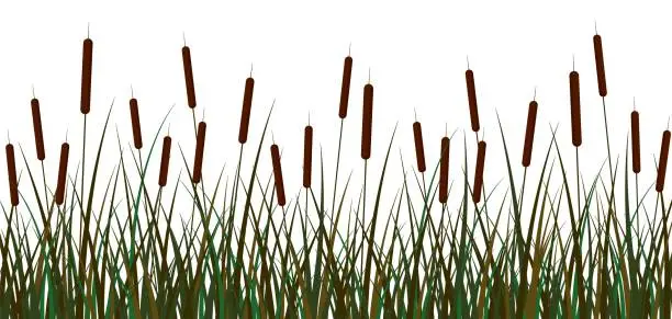Vector illustration of Swamp reeds background. Green swamp reed brown inflorescences bush with foliage.