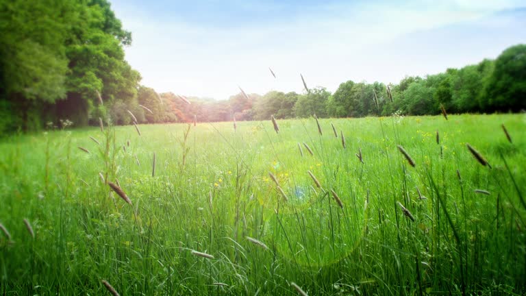 Summer meadow with long grass gently blowing in the wind.