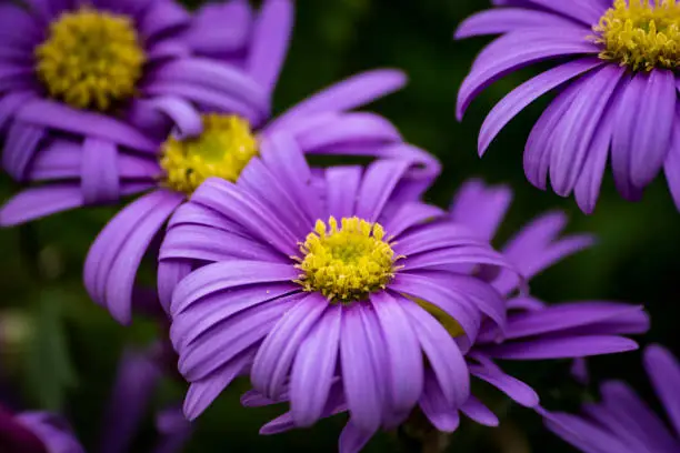 Fresh wildflowers spring or summer design. Floral nature violet daisy abstract background in macro view