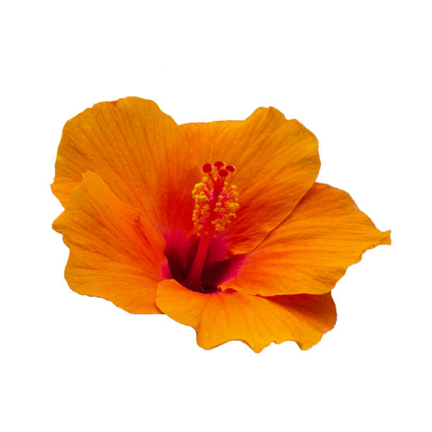 istock photo with flowers Isolated from a white background. 1225634141