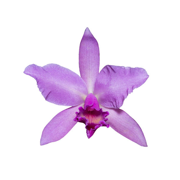 Orchid (Cattleya labiata) pink flower isolated on the white background. Orchid (Cattleya labiata) pink flower isolated on the white background. encyclia orchid stock pictures, royalty-free photos & images