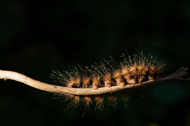 istock Caterpillar Orange color on a small branch. 1225635434
