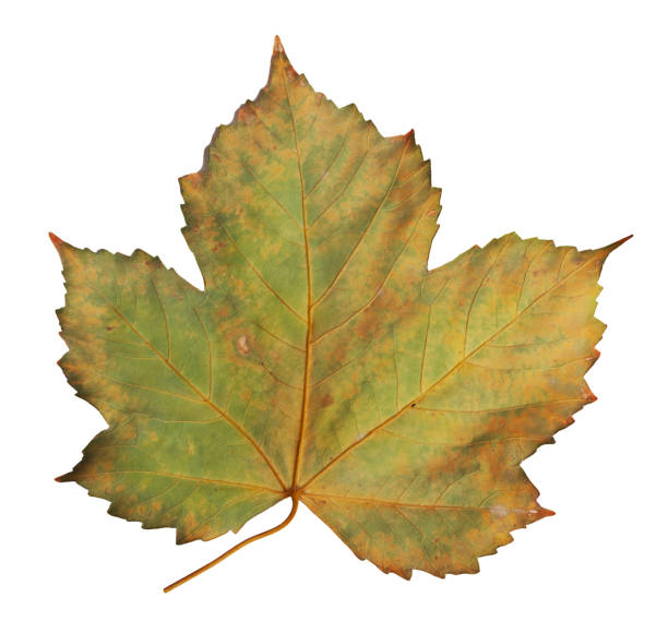istock Autumn maple branch with leaves  isolated on  background 1225636363