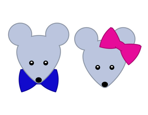 istock colorful female and male mouse head cute animal 1225636775