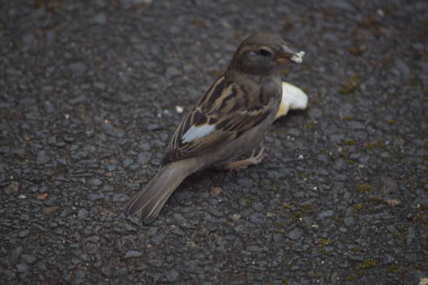 istock Image of a house sparrow feeding on the ground 1225637546